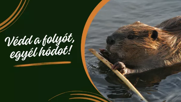 Védd a folyót, egyél hódot! Egyre gyakoribbak a hódok a Maroson
